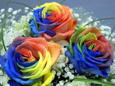 200 Seeds Rose Rainbow Flower
