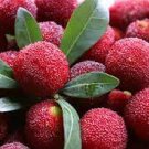 5 Seeds Dark Red Waxberry Shrub