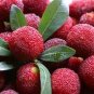 5 Seeds Dark Red Waxberry Shrub