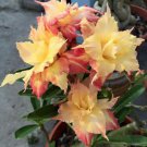 2 Seeds Adenium Golden Wavy Petals with Light Pink Edge Flower