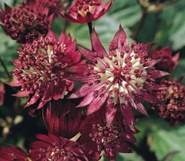 20 Seeds Astrantia Major-hybrida 'Ruby Cloud' Hattie's Pincushion Flower