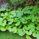 5 Seeds Primrose Petasites Japonicus Giganteus Dinosaur