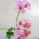 20 Seeds Kasuki White & Red Edge Geranium Garden Pelargonium Peltatum Flowers