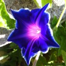 100 Seeds Rare Star Petunia Blue Bonsai Garden and Patio Potted Plant Morning Glory