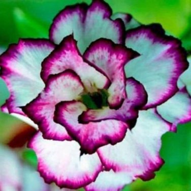 1000 Seeds Adenium Desert Rose 3-Layer White Petals with Blackish Purple Thick Edge
