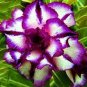 1000 Seeds Adenium Desert Rose 3-Layer White Petals with Blackish Purple Thick Edge