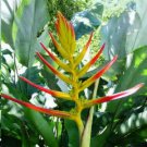 100 Seeds Heliconia Rare Color Sucuulent Plant