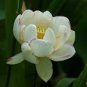 5 Seeds Nelumbo Nucifera &acirc;��Empress&acirc;�� Lotus