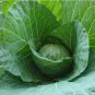 150 Seeds Rare Giant Russian Cabbage Healing Medicinal Vitamin