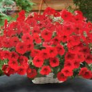 200 Seeds Dark Red Velour Petunia