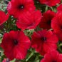 200 Seeds Dark Red Velour Petunia