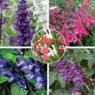 20 Seeds Salvia with tubular flowers