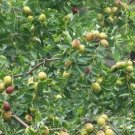 20 Seeds Ziziphus Jujube Seeds Chinese Date Hardy Plant