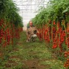 100 Seeds Tsifomandra Tomato Tree