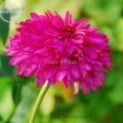 100 Seeds Rare 'Pink Poodle' Echinacea Purpurea