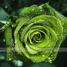 50 Seeds Dark Green European Rose Bush Seed Fragrant Flower Garden Plant