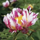 5 Seeds The Rarest Multi-colored Delightfully Ruffled Twisted Japanese Peony Tree
