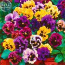 50 Seeds Pansy Swiss Waved Mixed