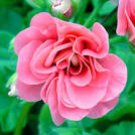 10 Seeds Geranium Sybil Pink