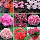 10 Seeds Geranium Mixed 9 Types of Bonsai