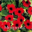 10 Seeds Thunbergia AlataChile Susan