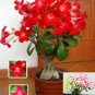 10 Seeds Thunbergia AlataChile Susan