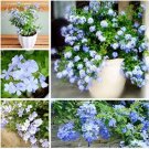 100 Seeds Ceratostigma Plumbaginoides Bonsai