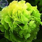 5 Seeds Rare 'Lv Juren' Green Peony Shrub