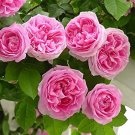 50 Seeds Rose Heirloom Climbing Flower