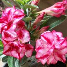 2 Seeds Adenium Whitish Light Pink Flowers with rose red edge