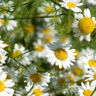 100 Seeds Pyrethrum Chamomile White Herb Flowers