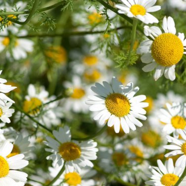 100 Seeds Pyrethrum Chamomile White Herb Flowers