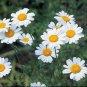 100 Seeds Pyrethrum Chamomile White Herb Flowers