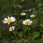 100 Seeds Pyrethrum Chamomile White Herb Flowers