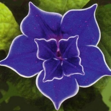 20 Seeds Blue Picotee Morning Glory