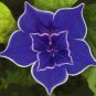 20 Seeds Blue Picotee Morning Glory
