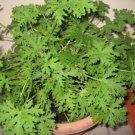 100 Seeds Mosquito Repelling Grass Mozzie Buster Sweetgrass