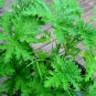 100 Seeds Mosquito Repelling Grass Mozzie Buster Sweetgrass