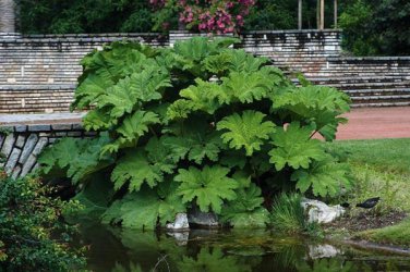 7 Seeds Gunnera Manicata