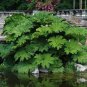 7 Seeds Gunnera Manicata