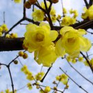 20 Seeds Chimonanthus praecox Wintersweet Potted Plants Home Garden