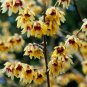 20 Seeds Chimonanthus praecox Wintersweet Potted Plants Home Garden