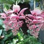 100 Seeds Medinilla Magnifica Plant Very Beautiful Bonsai Flower Plant