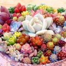 200 Seeds Exotic Mini Succulent Cactus Rare Succulent Perennial Herb Plants