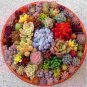 200 Seeds Exotic Mini Succulent Cactus Rare Succulent Perennial Herb Plants