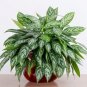 50 Seeds Aglaonema Green Taro