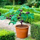 100 Seeds Rare Tropical Mini Fig Tree Bonsai Plant Rare Fruit