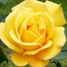 50 Seeds Yellow Upright Fragrant Tea Rose Shrub Garden Flower