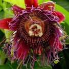 20 Seeds Passiflora ambigua Rare Mountain Granadilla Flowers