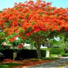 20 Seeds Delonix Regia Red Flame Tree